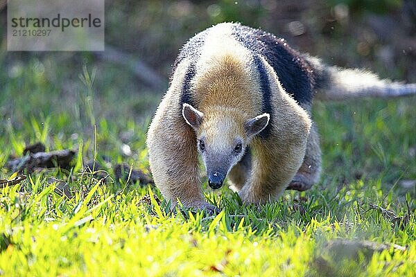 Southern tamandua (Tamandua tetradactyla) Pantanal Brazil