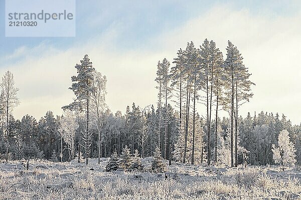 Frostige Kiefern auf einem Kahlschlag im Gegenlicht in einer winterlichen Landschaft