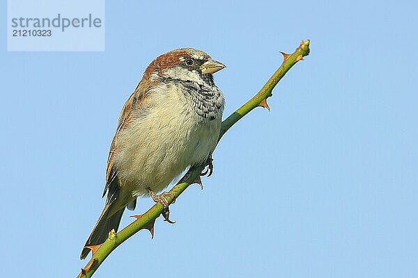 Haussperling (Passer domesticus)  Männchen sitzt auf einem Dornenzweig  blauer Hintergrund  Wildlife  Singvogel  Vogel  Ostseeküste  Insel Fehmarn  Ostholstein  Schleswig-Holstein  Deutschland  Europa