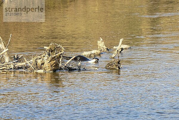 River Otter Canada with fish Saskatchewan Canada