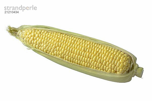 Organic sweet corn cob isolated on white background. Clipping path added