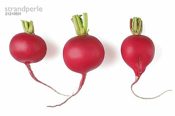 Three fresh red radishes are arranged side by side  each with bright green tops and distinct shapes. Their vibrant red skin contrasts against the white background  emphasizing their freshness