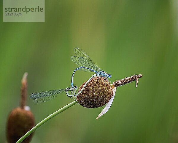 Insect love  Damselfly couple mating on a rush