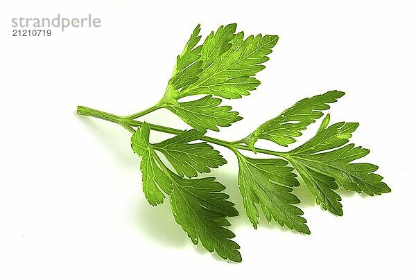 Fresh parsley leaf isolated on white background