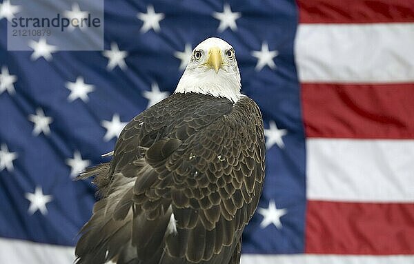 Ein majestätischer Weißkopfseeadler  dessen majestätische Präsenz vor dem Hintergrund der amerikanischen Flagge hervorgehoben wird  verkörpert den Geist der Freiheit und Stärke