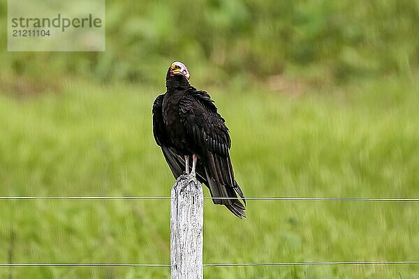 Lesser yellow-headed vulture perched on a wooden post against green background  Pantanal Wetlands  Mato Grosso  Brazil  South America