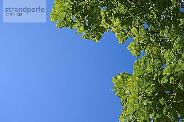 Horse chestnut leaves (Aesculus)  in front of blue sky in summer with sunny weather  nature scenery  Bergen  Vestland  Norway  Europe