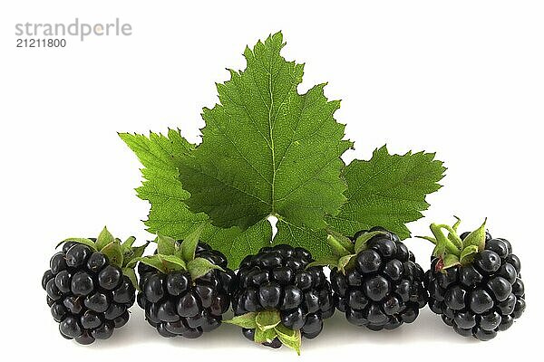 Blackberries with leaves isolated on white background