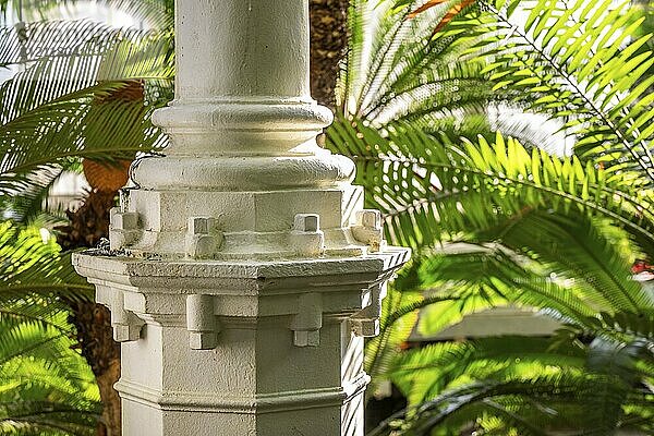 Weiße Säule aus Gusseisen  tropische Pflanzen bei Gegenlicht  historisches Gewächshaus  Palmenhaus  Botanischer Garten oder Botanisk Have  Universität  Kopenhagen  Dänemark  Europa