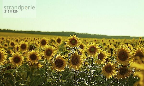 Heiteres Sonnenblumenfeld  hohe Sonnenblumen AI erzeugt  KI generiert