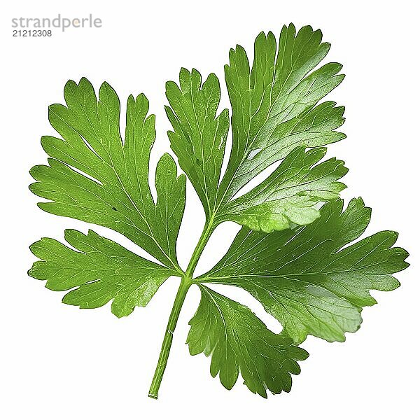 A leaf of fresh parsley isolated on a white background