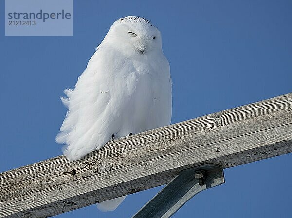 Snowy Owl in Prairies of Saskatchewan Canada