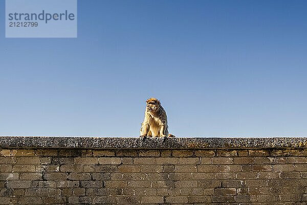 Beautiful Landscape view of monkey from Gibraltar Skywalk in Spain's South  UK