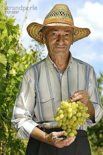 Senior smiling winegrower holds grapes