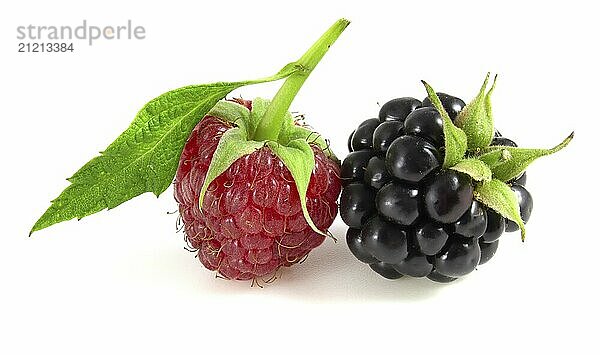 Raspberry with blackberry on white background