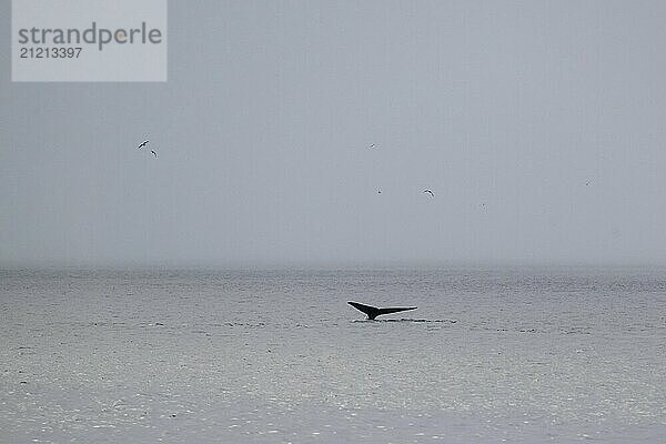 Blue whale (Balaenoptera musculus) raises its tail fin or fluke to dive to feed  Woodfjord  Svalbard and Jan Mayen archipelago  Norway  Europe