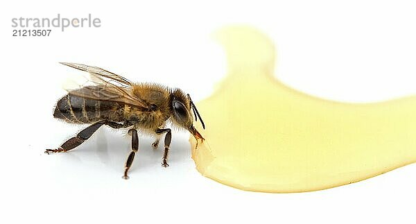 Bee near honey drops close up isolated on white background