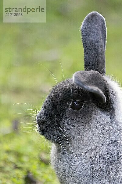 Eine schöne lop Kaninchen gegen einen isolierten Hintergrund der langen grünen Gras