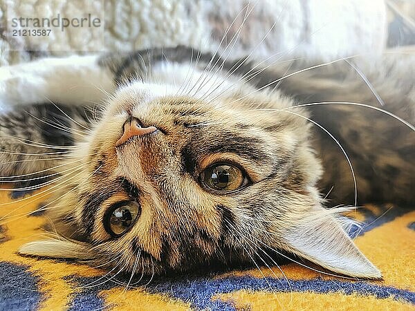 Funny attractive cat lays on his back on bed in morning sun lights