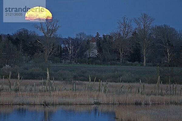 A full moon rises over a tranquil landscape with trees and a reflecting body of water  view of the Randow loop of the River Peene in the evening light at moonrise  wetland biotope with reeds  Flusslandschaft Peenetal nature park Park  Mecklenburg-Vorpommern  Germany  Europe