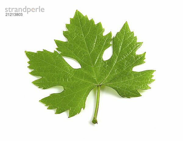 Grape leaf isolated on white background