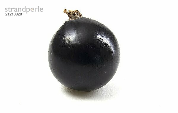 Black currant close up on a white background. Isolated berry for quick selection. Delicious fruit full focus