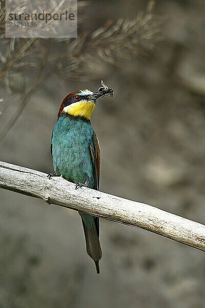 Bee-eater (Merops apiaster)  bird on a perch with an insect in its beak  Salzlandkreis  Saxony-Anhalt  Germany  A colourful bee-eater holds a prey in its beak  sitting on a branch against a grey background  Bee-eater (Merops apiaster)  bird on a perch with an insect in its beak  Salzlandkreis  Saxony-Anhalt  Germany  Europe