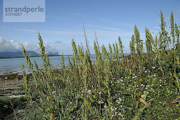 Wildflowers on the coast near Skaland  Senja  Troms  Norway  Europe