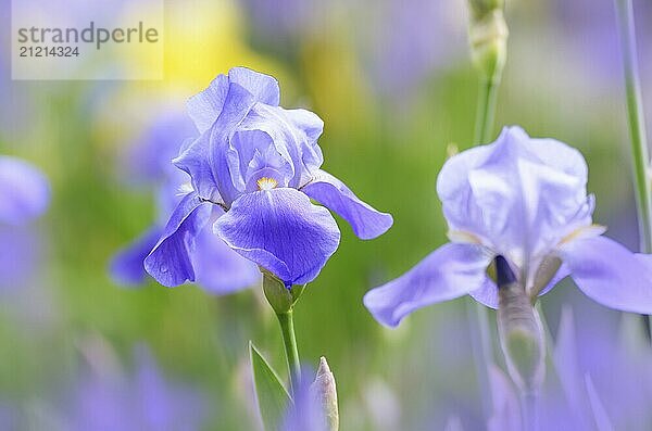 Violet Iris. Beautiful garden flower close up on green background