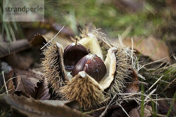 Open chestnut husk during autumn on october. Latin name: Castanea sativa in the forest with autumn leaves. Selective Focus