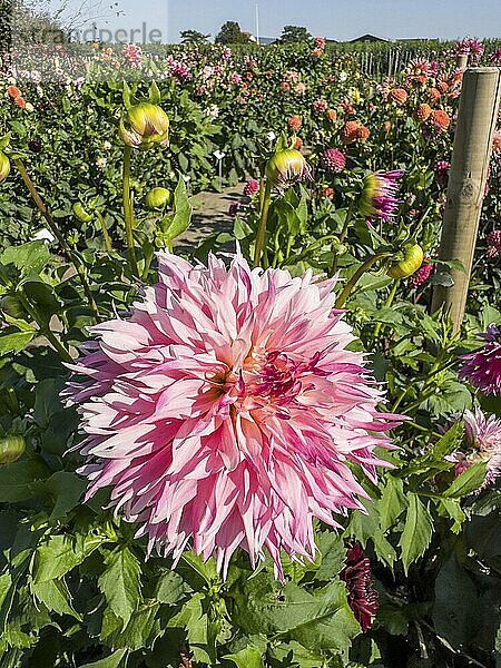 Flowering Dahlias (Dahlia)  variety Pineland Princess in the Dahlia Farm in Löderup  Ystad municipality  Skåne County  Sweden  Scandinavia  Europe