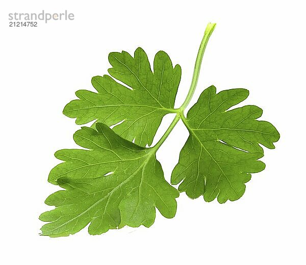 Parsley branch in full focus isolated on white background. Fresh plant for seasoning and decorating dishes in the kitchen