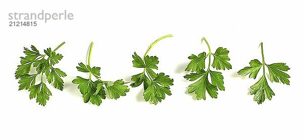 Parsley branches lie isolated on white background