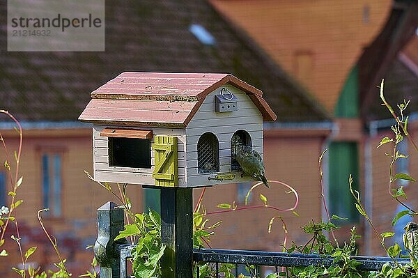 Cute bird house with house sparrow (Passer domesticus)  Bergen  Vestland  Norway  Europe