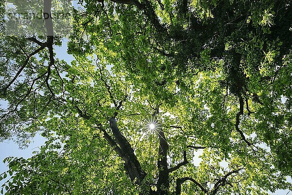 Sonne scheint durch das Laubdach der Eichen Baumkronen  Altnau im Kanton Thurgau  Schweiz  Europa