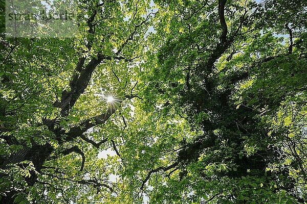 Sonne scheint durch das Laubdach der Eichen Baumkronen  Altnau im Kanton Thurgau  Schweiz  Europa