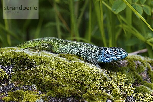 A Western green lizard sunbathing on a mossy stone in the Auvergne region of France  cropped side view