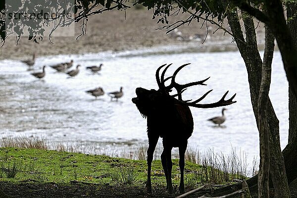 Silhouette eines brünstigen Rothirsches (Cervus elaphus) mit großem Geweih  der am Seeufer am Waldrand während der Brunft im Herbst brüllt  Herbst