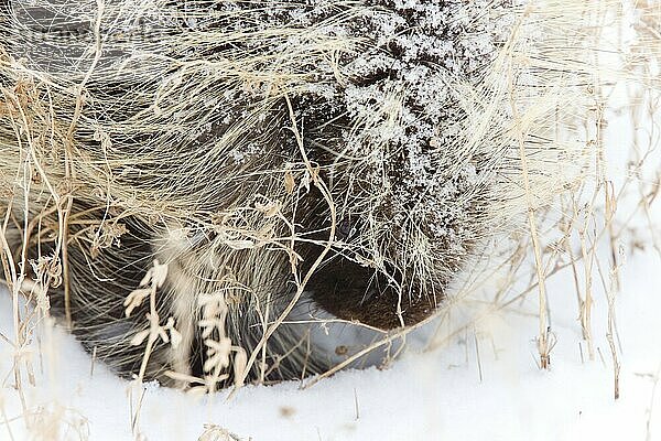 Porcupine in Winter Saskatchewan Canada snow and cold