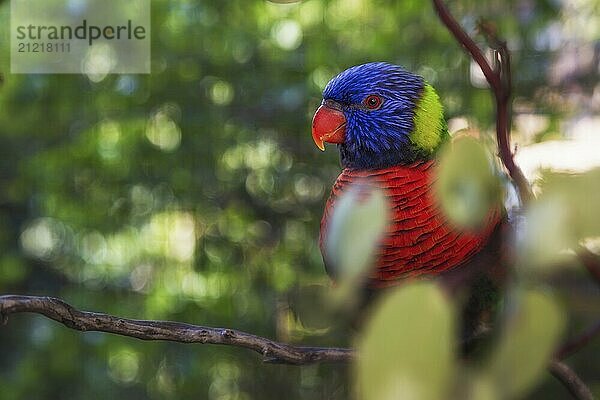 Nahaufnahme eines Regenbogenlorikeets vor dunklem Hintergrund