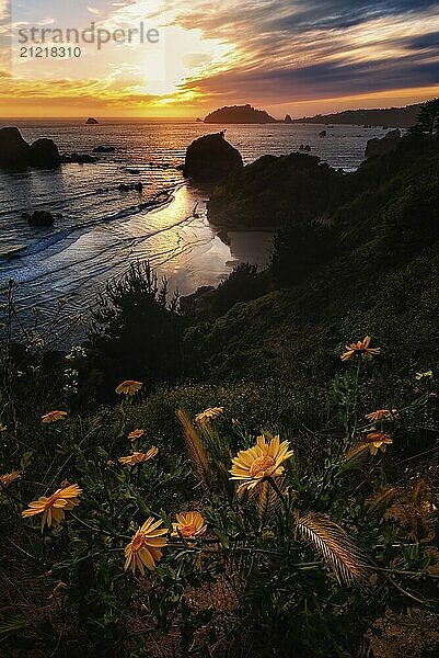 Farbbild eines wunderschönen Sonnenuntergangs mit Blick auf den Pazifischen Ozean in Trinidad  Kalifornien. Gelbe Blumen im Vordergrund