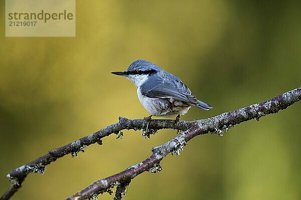 A Northern Nuthatch sitting on a branch fork in side view against a green background