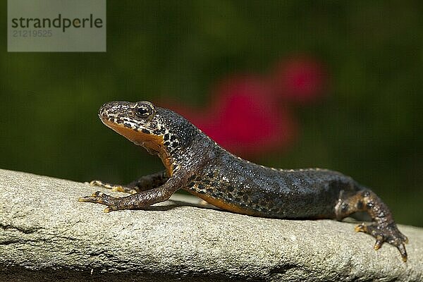 Side view of a cropped male alpine newt with its head upturned