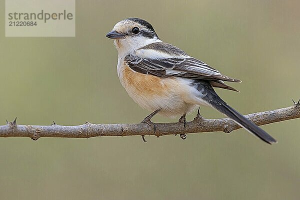 Maskenwürger  (Lanius nubicus)  auf Sitzwarte  Naher Osten  Oman  Ayn Hamran  Salalah  Dhofar  Oman  Asien