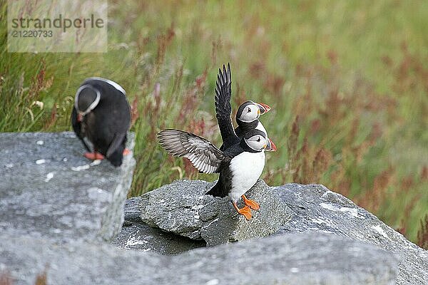 Three puffins on a rocky outcrop  two of them flapping their wings on the bird island Runde in side view