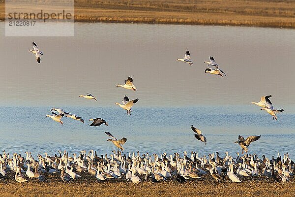 Swarm of Snow Geese in Saskatchewan Canada