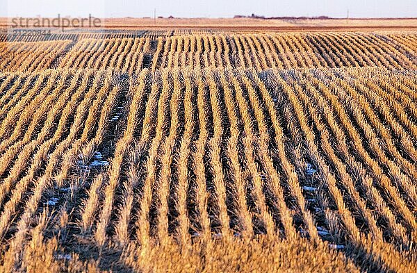 Prairie Landscape in winter Saskatchewan Canada stubble field