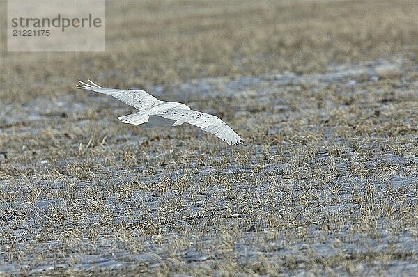 Snowy Owl in Flight winter Saskatchewan Canada