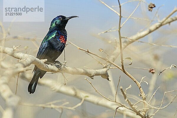 Glanznektarvogel  Sitzwarte  (Nectarinia habessinica)  Naher Osten  Oman  Ayn Hamran  Salalah  Dhofar  Oman  Asien