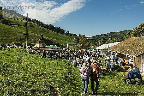 Alpine cattle drive  Münstertal  Southern Black Forest  Black Forest  Baden-Württemberg  Germany  Europe